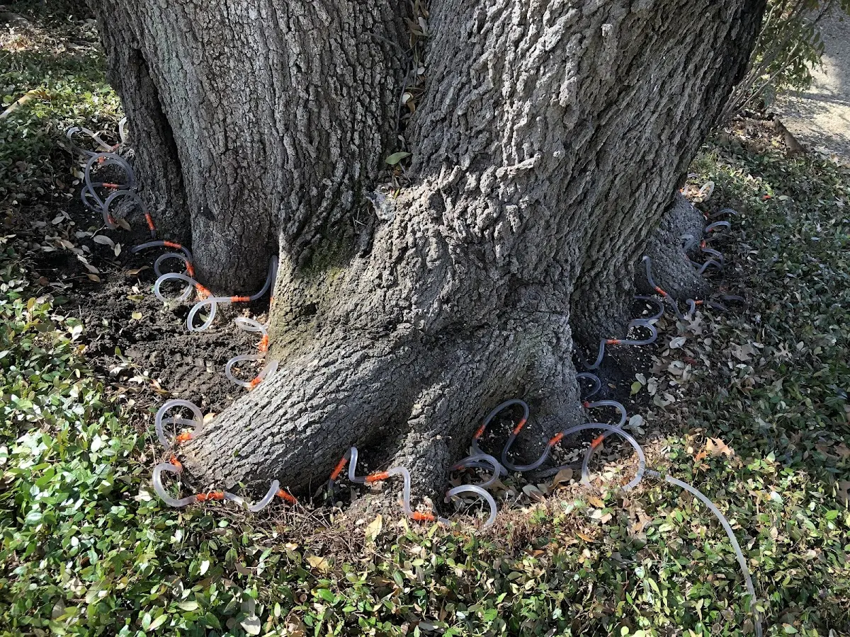 Detailed Tree Cabling and Bracing job site in Marcell