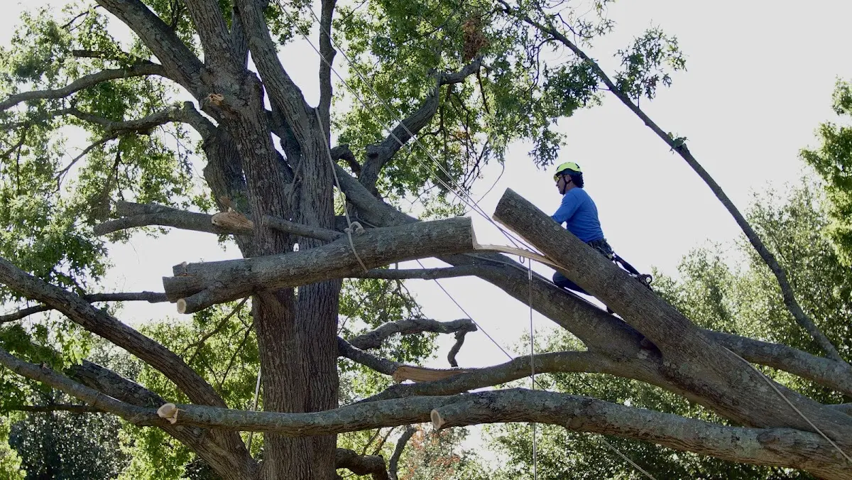 Professional Crown Thinning performed by certified arborists in Marcell